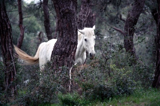 White mare.jpg