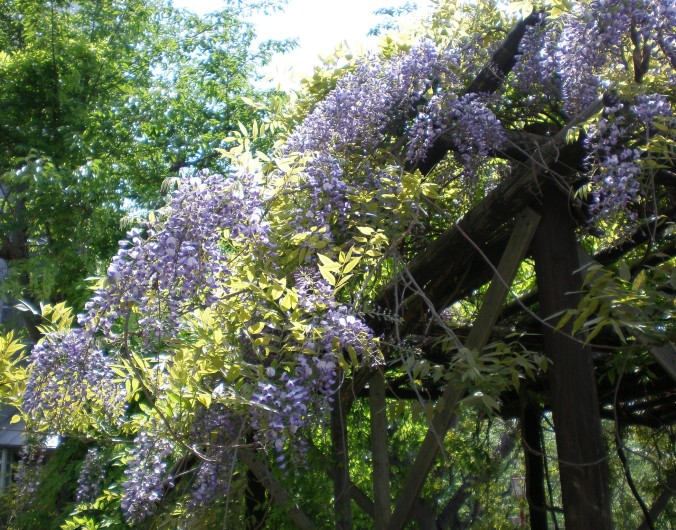 Wisteria blooming