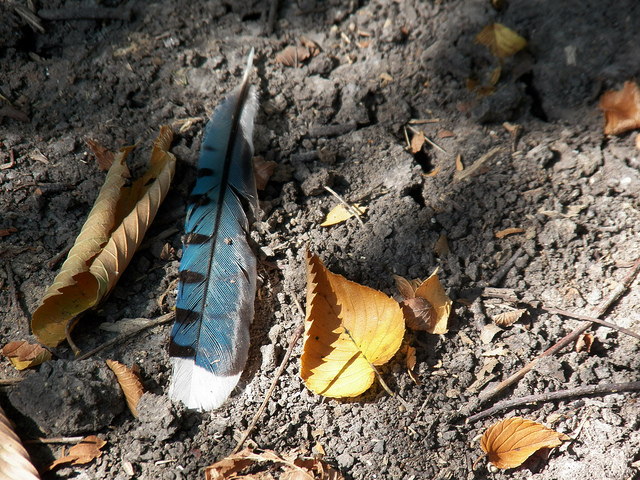 Blue jay feather